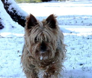Yorkie - My Mam and Dad's dog who lived until he was very old. He ran to the end of his race